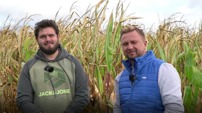 grafika_mężczyzni_na_tle_kukurydzy