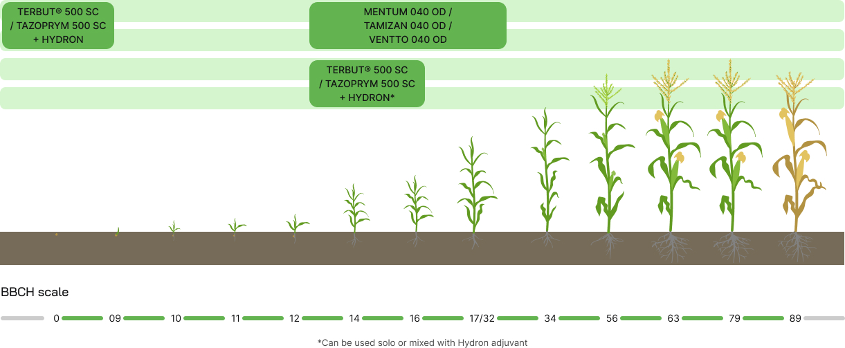 Corn (PPP) - development phases