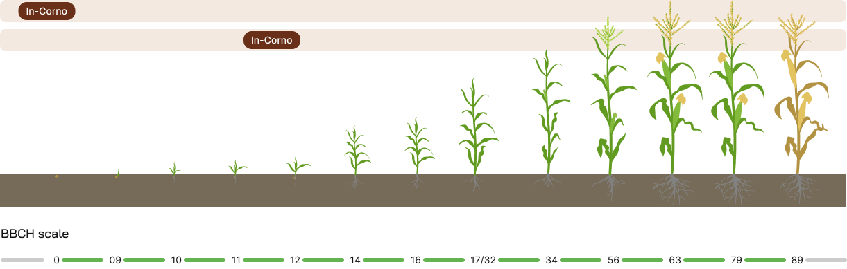Corn (fertilizers) - development phases
