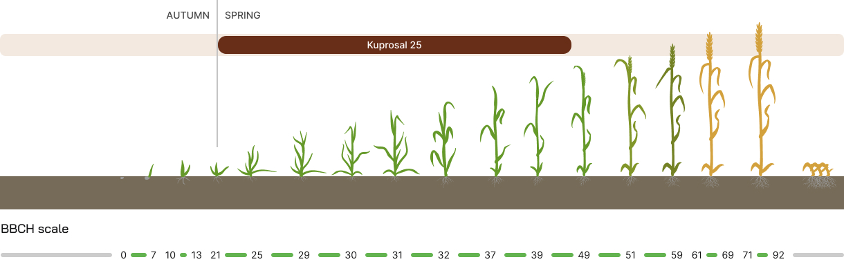 Cereals (fertilizers) - development phases