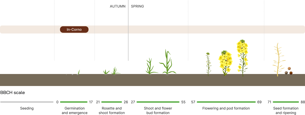 Rape (fertilizers) - development phases
