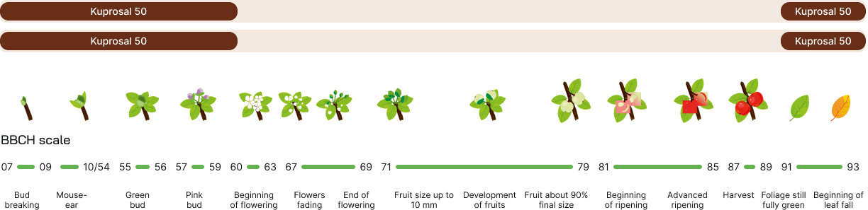 Apple (fertilizers) - development phases