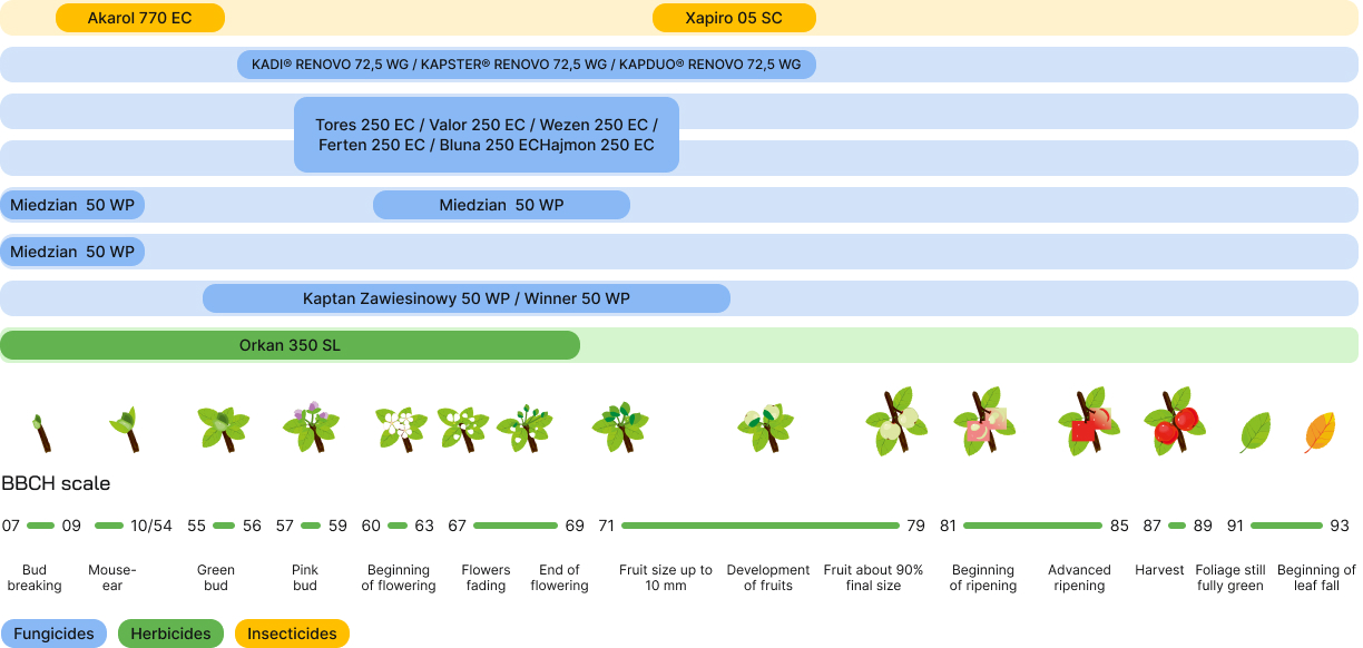 Apple (PPP) - development phases