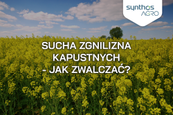 Sucha zgnilizna kapustnych w rzepaku – jak zwalczać?