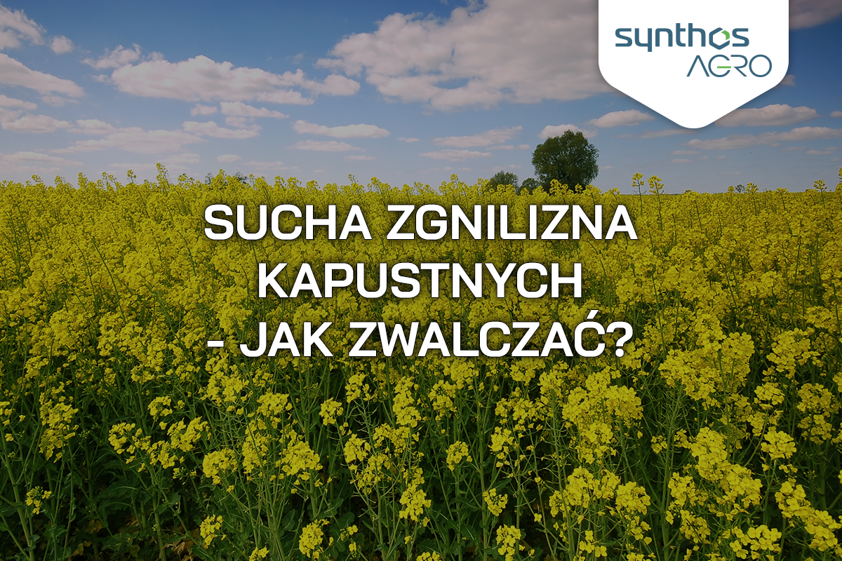 Dry rot of crucifers in rapeseed – how to combat it?