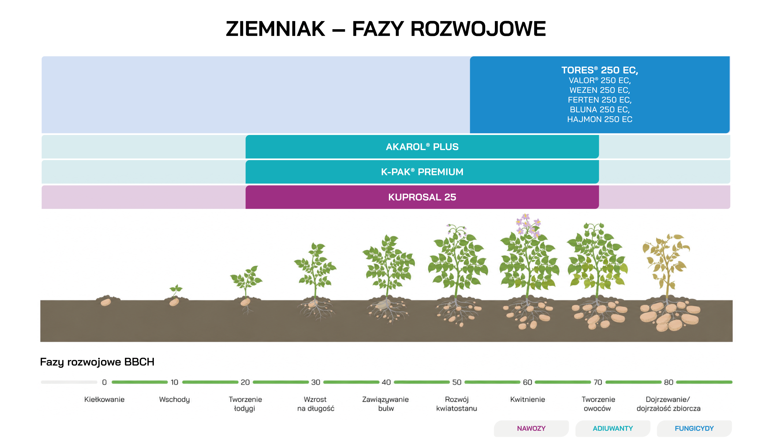 Ziemniaki (nawozy) - fazy rozwojowe