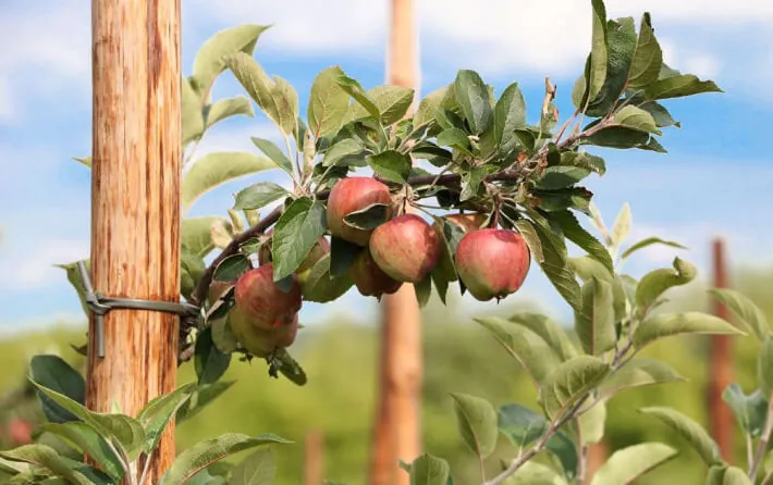 Zdjęcie 1 - Synthos AGRO is the leading provider of formulation services in Europe.