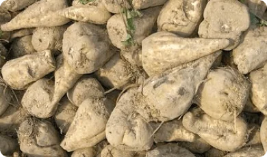 Zdjęcie 1 - Sugar beets