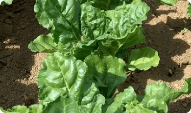 Zdjęcie 2 - Sugar beets