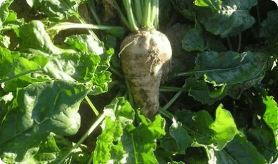Zdjęcie 3 - Sugar beets