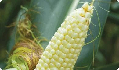 Zdjęcie 1 - Corn