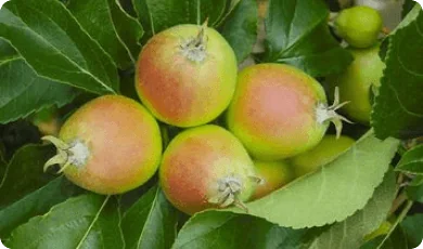 Zdjęcie 2 - Apple trees