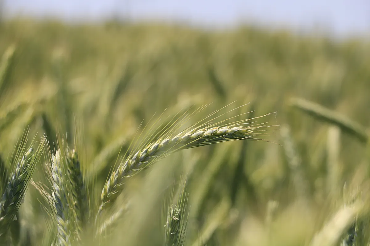 Oferujemy szerokie portfolio rozwiązań agrochemicznych z myślą o jakości i wielkości plonów.