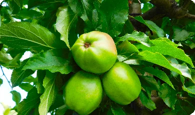 Zdjęcie 1 - Apple trees