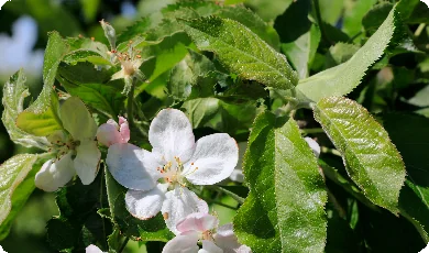 Zdjęcie 3 - Apple trees